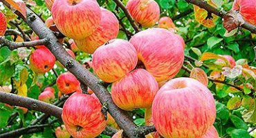 Popis a charakteristika jablečných lázní odrůda jabloní, historie a znaky pěstování